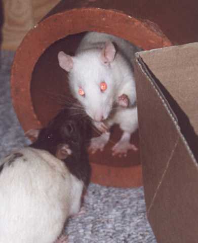 Jazzy und Ruby oder Pearl
