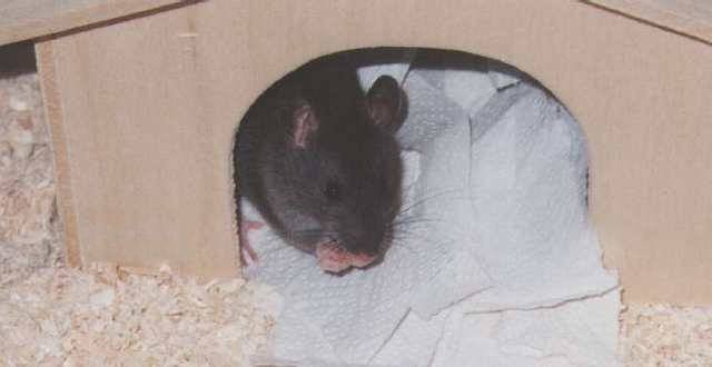 Jeannie (*4.4.1999    +15.5.1999)