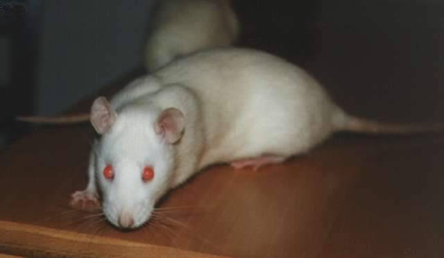 pearl_pose.jpg - 19879 Bytes