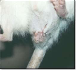 Kurz nach der Kastration von Tesso