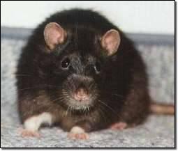 Ikarus auf dem Boden