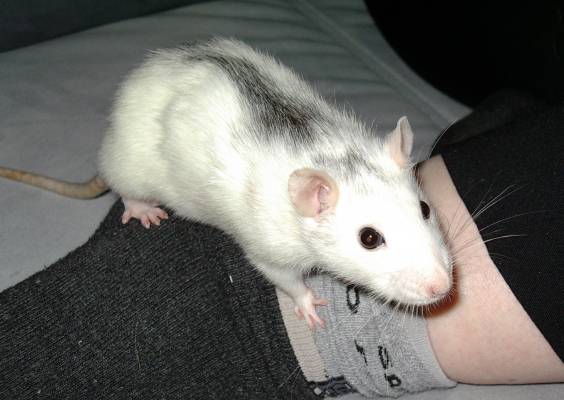 Viel Beschäftigung ist nötig