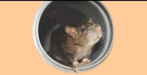 Alles über Ratten